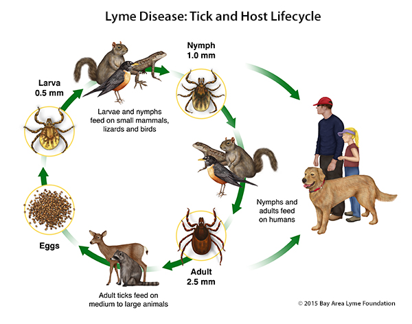 can your dog give you lyme disease