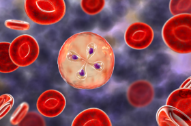 Babesia parasites inside red blood cell